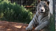 美国官员抓住了从老虎国王动物园抓住的68只大猫“loading=