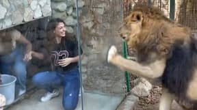 动物园猛烈抨击“残酷”的玻璃盒子，供“搅动”狮子的游客