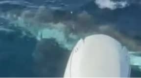 渔夫遇到巨大的大白鲨