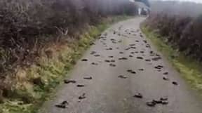 数以百计的死鸟神秘地从天空降落在乡间小路上