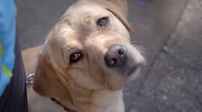 奈飞推出了一部感人的纪录片，讲述了小狗训练成为导盲犬的故事