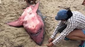 在神秘的情况下，大白鲨在马萨诸塞州海滩上洗净