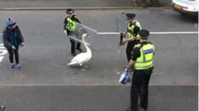 警察武装骚乱盾牌移动天鹅