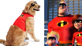 迪士尼为超级英雄狗销售​​'Incredible 2'服装