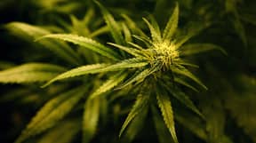 使大麻合法化对经济有益吗？