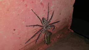 巨大的蜘蛛拍摄了拖蛙在人的浴室里去世