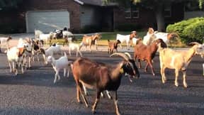 数十只山羊接管了邻里潜在地策划世界统治