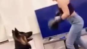 在视频显示女性的拳击狗之后推出调查
