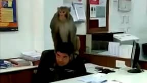 猴子徘徊在银行，坐在员工的头上和驼峰