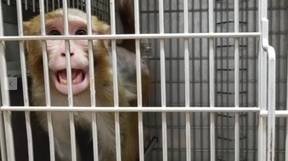 PETA调查索赔实验室Electroncocks猴子的阴茎'直到它们射精'