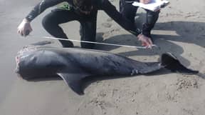 在西班牙海滩上发现的斩首海豚