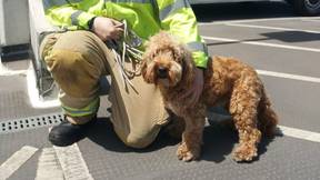 消防员在热浪期间拯救狗陷入沸腾的热门汽车
