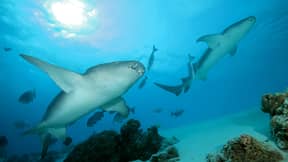 新的“口袋鲨”物种在墨西哥湾发现的深色液体中喷出光芒