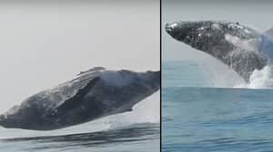 “40吨”座头鲸在海洋中打颤和跳跃