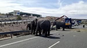马戏团大象在卡车上载着它在西班牙翻倒后死亡