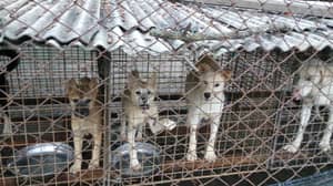 动物权利慈善机构分享了笼中幼犬的震惊图片