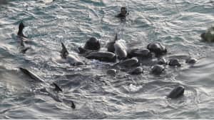 海豚一家人一起游泳，然后猎人关闭以屠杀他们