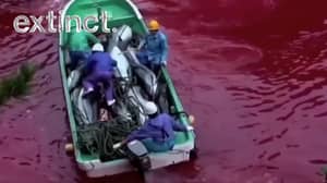 超过40万人签署了请愿书，以制止残酷的海豚狩猎