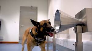 冠状病毒嗅探犬能够嗅到92％的案件在迪拜机场检查乘客