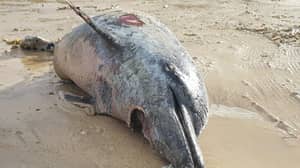 英国发现被冲上岸的吃了一半的海豚，当地人担心鲨鱼可能在英国海岸出没