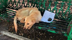 小狗被发现绑在公园长椅上，纸条上写着令人心碎的字条
