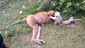 令人心碎的视频显示婴儿猴子拒绝留下死胡子的一面