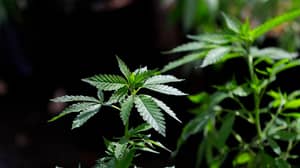 专家说，英国可以在五年内使大麻合法化
