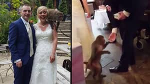小伙子让猴子在他的婚礼上当戒童