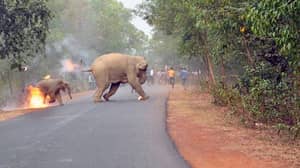 令人不安的小象着火的照片赢得了野生动物摄影奖
