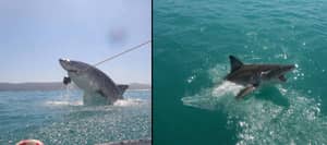 英国游客捕捉了大白鲨的惊人照片