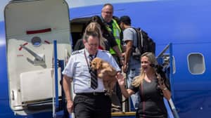 飓风哈维肆虐后，航空公司从休斯顿营救动物