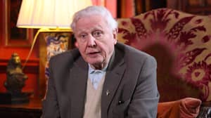 大卫·阿滕伯勒（David Attenborough