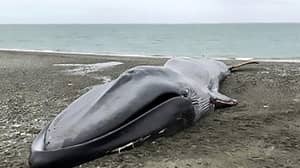在智利海岸，人们在死鲸上自拍和涂鸦