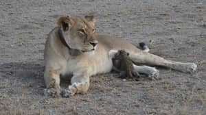 这是母狮护士豹子婴儿的令人心动的时刻