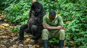 摄影师捕获可爱的时刻，大猩猩拥抱她的守护者