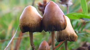 加拿大授予四名绝症患者使用迷幻蘑菇的特别豁免