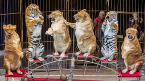 行以“胖”狮子和老虎在俄罗斯的马戏团表演而出现