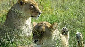大猫偷猎者在南非被狮子杀死和食用