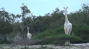 罕见的白色长颈鹿在第一次抓住电影