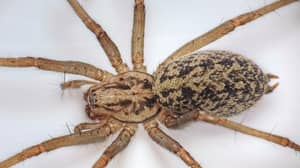 繁殖季节，见1500万蜘蛛入侵英国家园