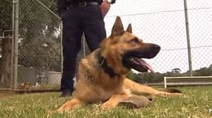 在四年的职业生涯后，南澳大利亚警犬捕获近60名罪犯的刑事