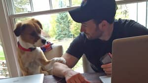 克里斯·埃文斯（Chris Evans）分享了他的宠物狗道奇（Dodger）的令人心动的视频