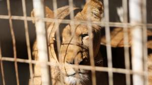 加沙动物园撕掉了狮子幼崽的爪子，所以它可以与访客友好