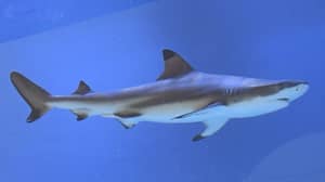 数千只鲨鱼迁移到佛罗里达海岸