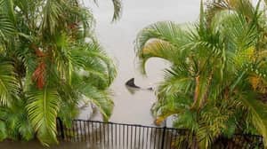 在山洪暴发期间，公牛鲨在人的后院附近发现游泳