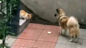 可爱的狗与饥饿的流浪猫分享食物