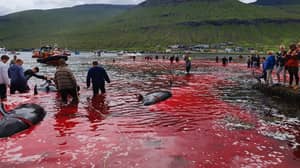人们观看海在Faroe岛上杀死了23鲸被杀死