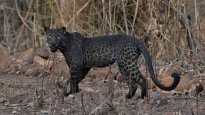 游客在首次狩猎之旅中拍摄极其罕见的黑豹