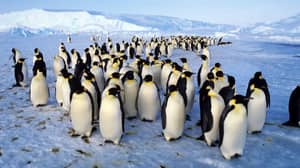 在南极岛发现的企鹅超级科学