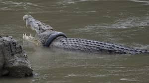 鳄鱼争论首先尝试释放来自轮胎的Croc
